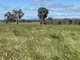 Photo - Lot 992 Holbrook Wagga Road, Cookardinia NSW 2650 - Image 3