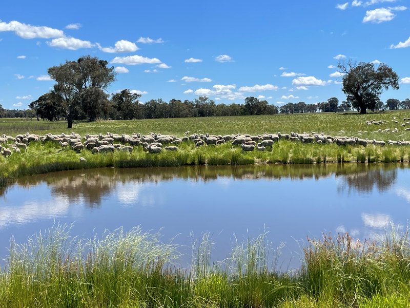 Photo - Lot 992 Holbrook Wagga Road, Cookardinia NSW 2650 - Image 5