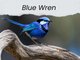 Photo - Lot Blue Wren Estate/10 Wagtail Street, Narromine NSW 2821 - Image 1