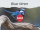 Photo - Lot Blue Wren Estate/2 Wagtail Street, Narromine NSW 2821 - Image 1