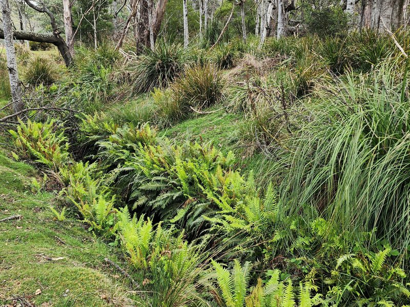 Photo - Lot Lot 1/221 Irish Town Road, St Marys TAS 7215 - Image 8