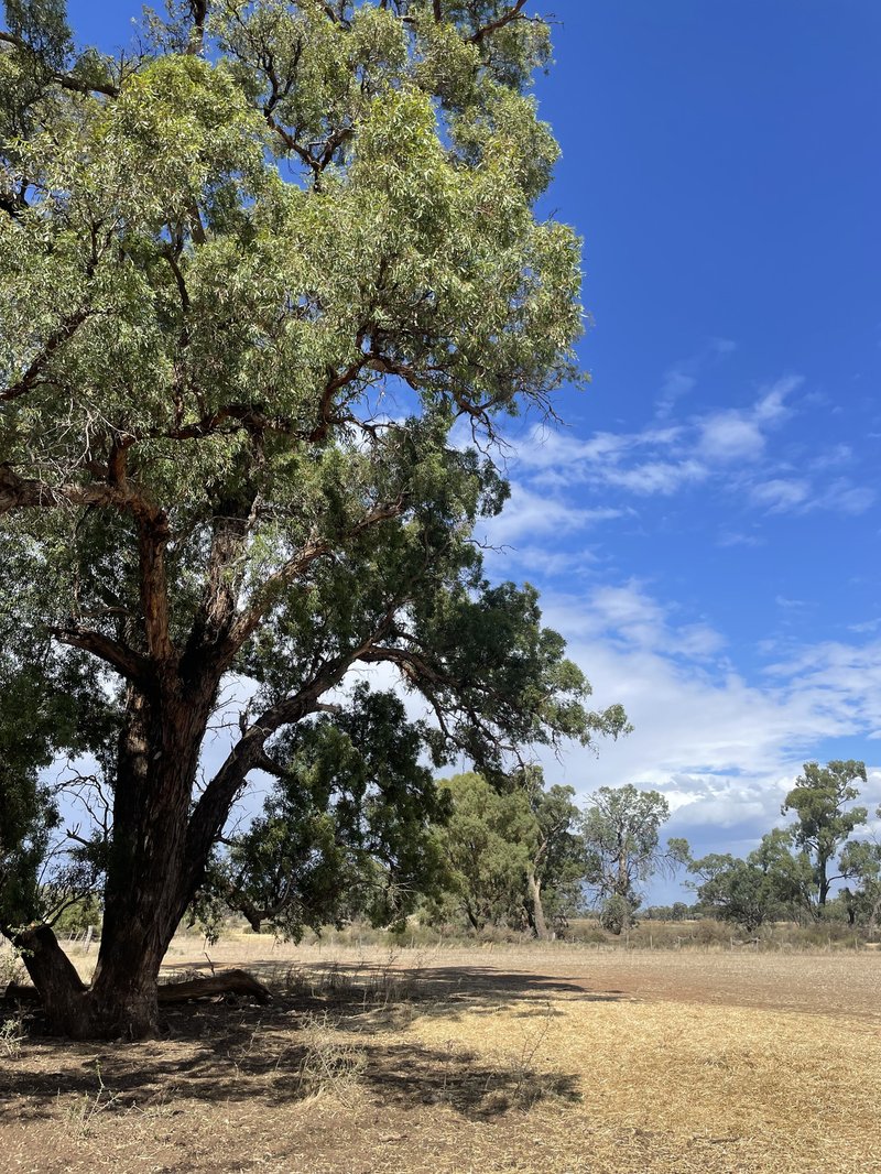 Photo - Lot Lot 6 Hogans Lane, Deniliquin NSW 2710 - Image 3