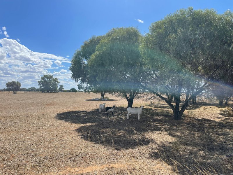 Photo - Lot Lot 6 Hogans Lane, Deniliquin NSW 2710 - Image 8