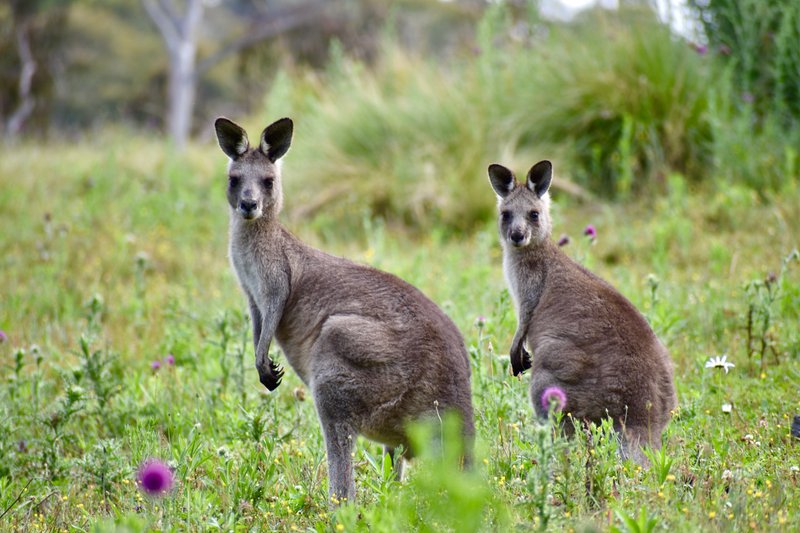 Photo - Lot/129 Sheepstation Forest Road, Oberon NSW 2787 - Image 12