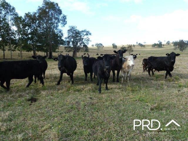 Photo - Lot2/950 Benns Road, Shannon Brook NSW 2470 - Image 10