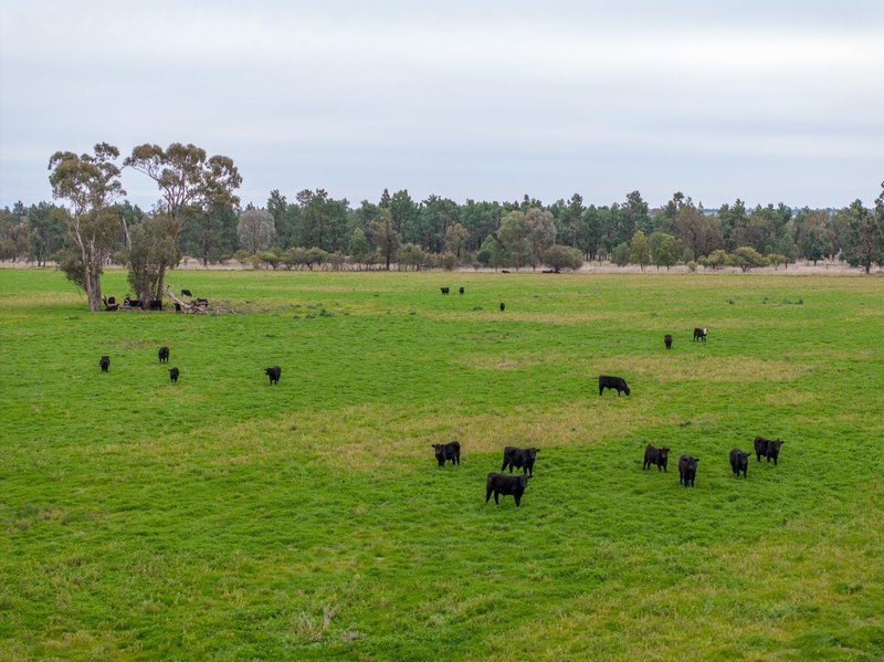 'Lyndhurst' 639 Rannock Road, Coolamon NSW 2701