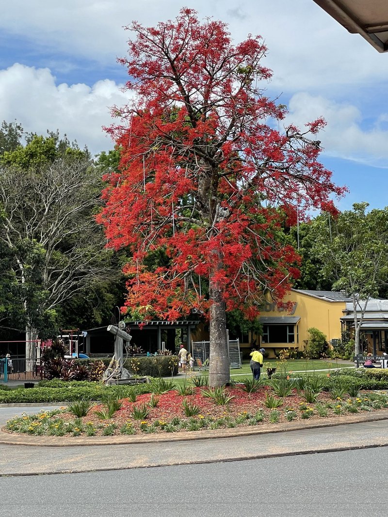 Maleny QLD 4552