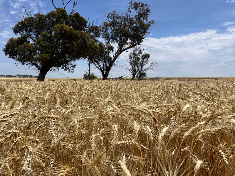 . 'Mckays' , Cunderdin WA 6407