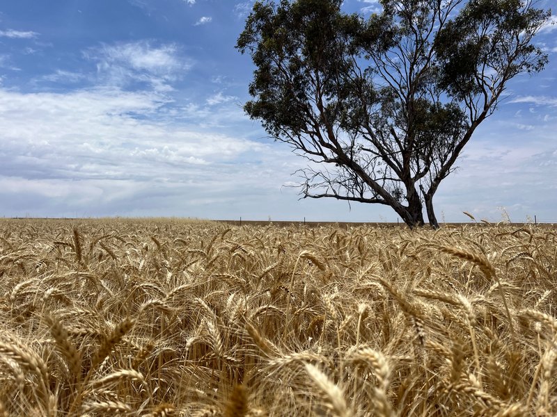 Photo - . 'Mckays' , Cunderdin WA 6407 - Image 2