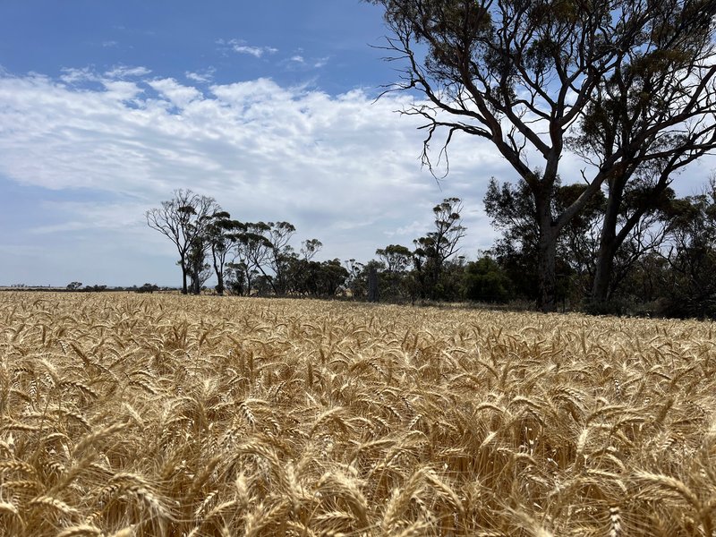 Photo - . 'Mckays' , Cunderdin WA 6407 - Image 7