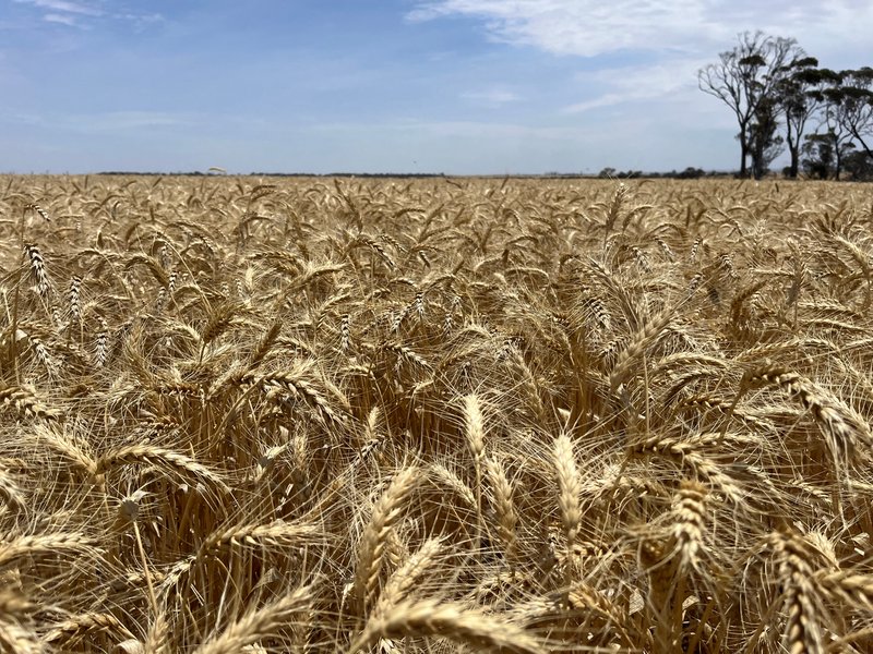 Photo - . 'Mckays' , Cunderdin WA 6407 - Image 8