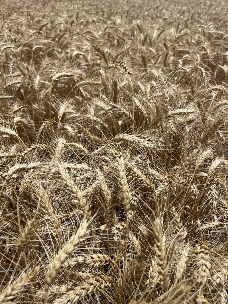 Photo - . 'Mckays' , Cunderdin WA 6407 - Image 9