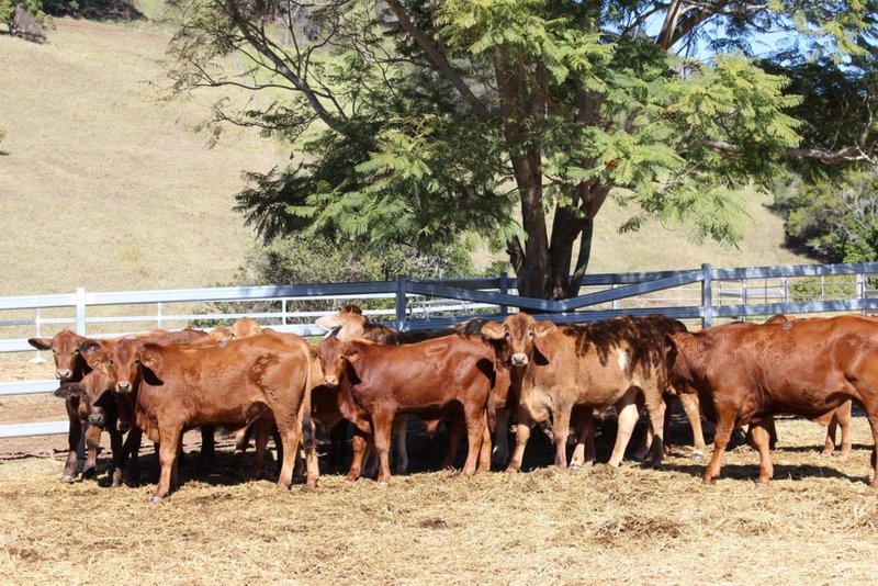 Photo - Mooloo QLD 4570 - Image 3