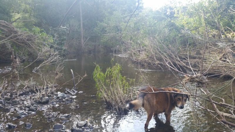 Photo - Moore QLD 4314 - Image 35