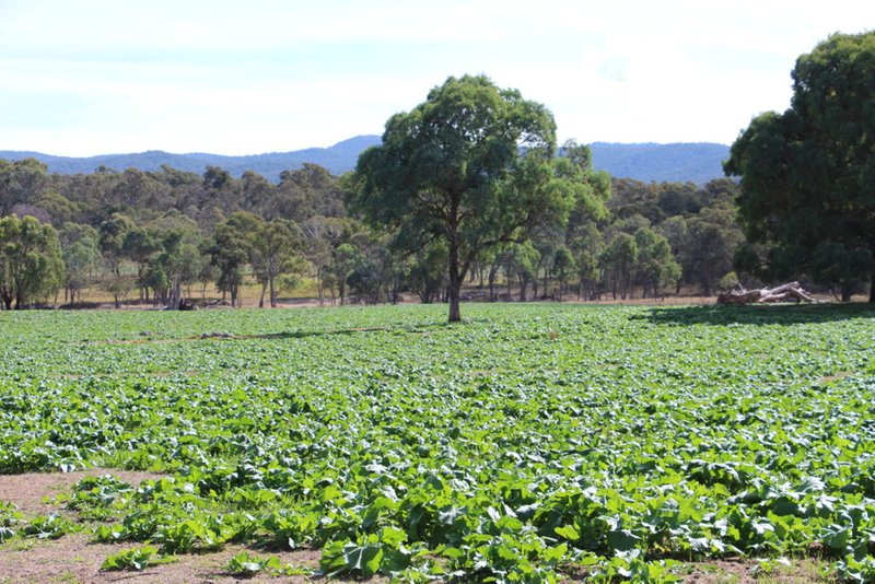 Photo - Mossgrove 59 Tanners Road, Wollomombi NSW 2350 - Image 5