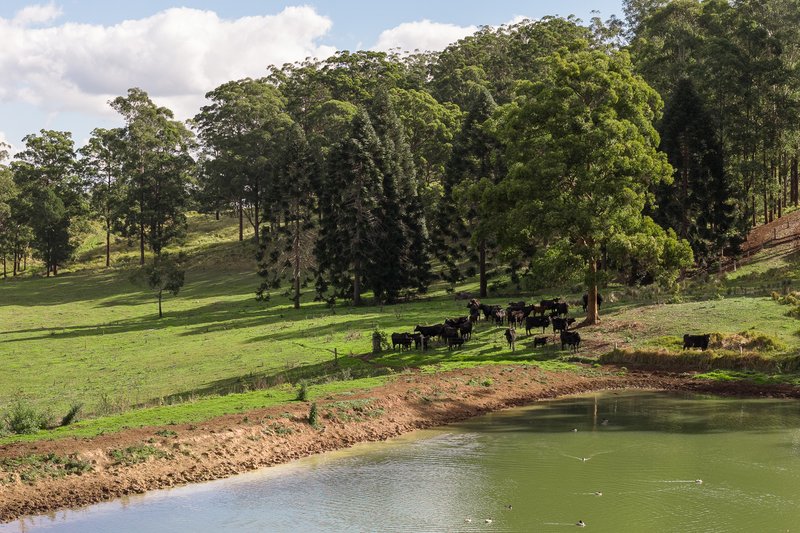 Photo - "Mount Albion" 203 Collingwood Road, Hampton QLD 4352 - Image 1