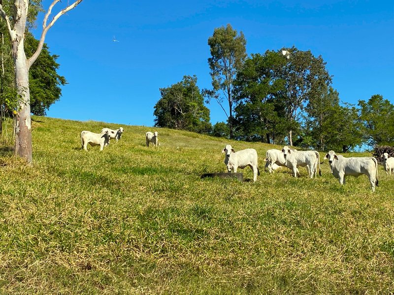 Photo - Mount Martin QLD 4754 - Image 4