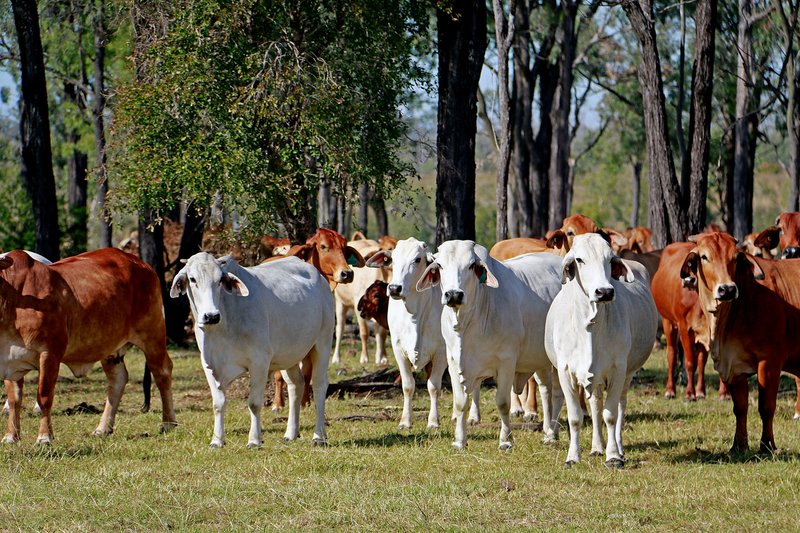 "MOUNTAIN HUT" Comanche Road, Glenroy QLD 4702