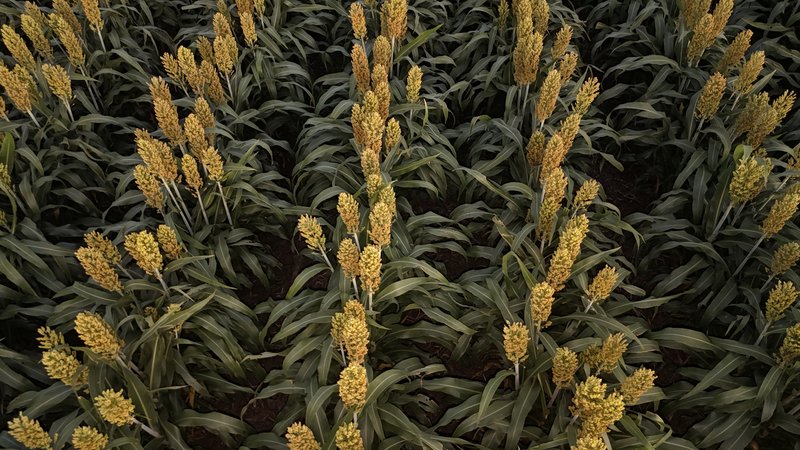 Photo - "Mullers Flat" Lot 2022 Oakey Pittsworth Road, Aubigny QLD 4401 - Image 16