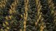 Photo - "Mullers Flat" Lot 2022 Oakey Pittsworth Road, Aubigny QLD 4401 - Image 16