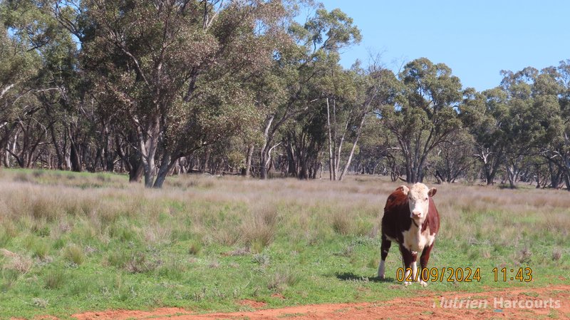 * Needlewood , Nymagee NSW 2831