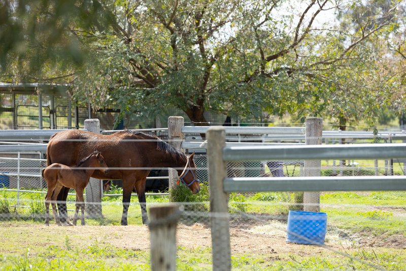 Photo - "Noble Bend Farm" 14 Bowtells Road, Gowrie Little Plain QLD 4352 - Image 20