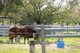 Photo - "Noble Bend Farm" 14 Bowtells Road, Gowrie Little Plain QLD 4352 - Image 20