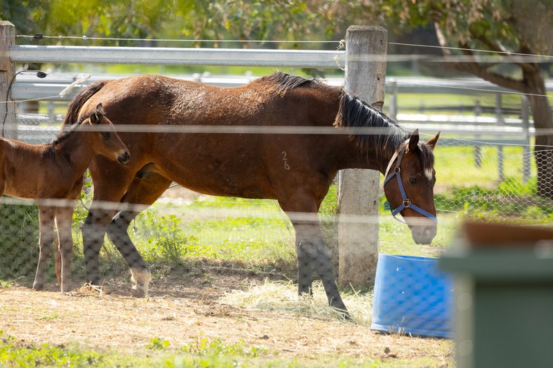 Photo - "Noble Bend Farm" 14 Bowtells Road, Gowrie Little Plain QLD 4352 - Image 21