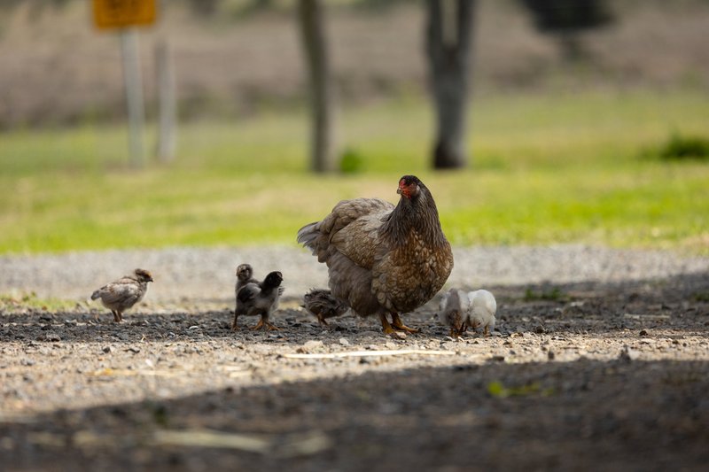 Photo - "Noble Bend Farm" 14 Bowtells Road, Gowrie Little Plain QLD 4352 - Image 22