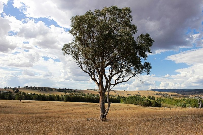 Photo - O'Connell NSW 2795 - Image 8