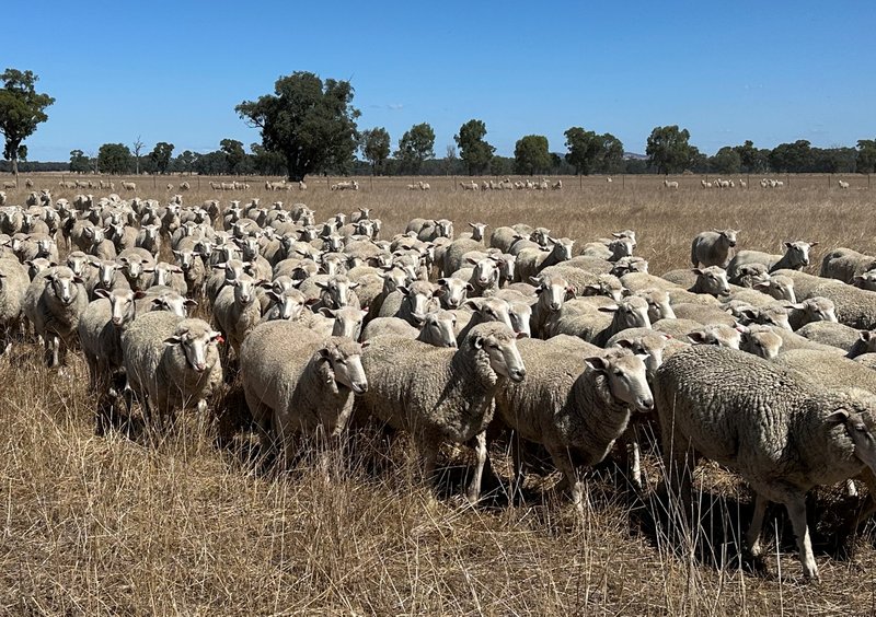 . O'Keeffe Road, Culcairn NSW 2660