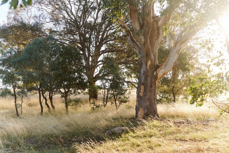 Photo - Olea Camilleri Way, Gungahlin ACT 2912 - Image 10