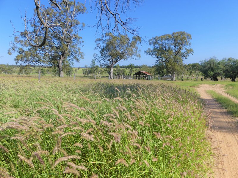 Photo - 'Omeo' 1183 Westgrove Road, Injune QLD 4454 - Image 3