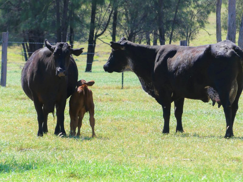 Photo - 'Omeo' 1183 Westgrove Road, Injune QLD 4454 - Image 14