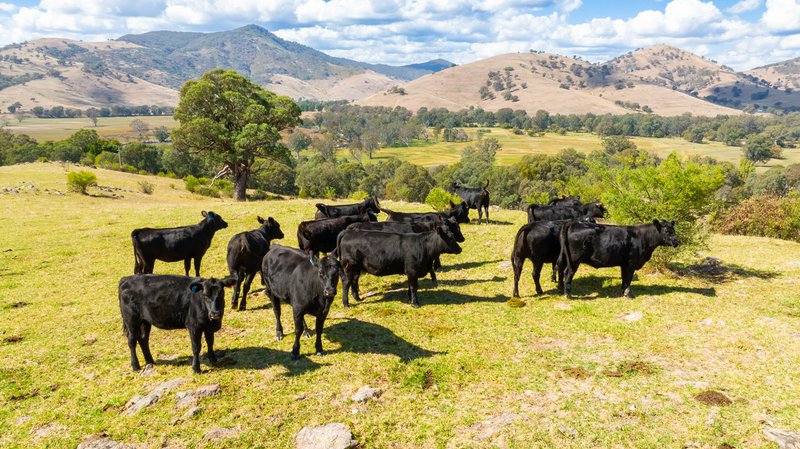 Photo - . Omeo Highway, Tallangatta VIC 3700 - Image 3