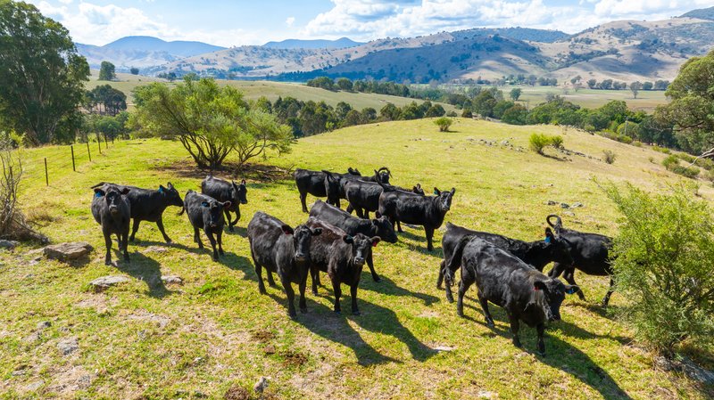 Photo - . Omeo Highway, Tallangatta VIC 3700 - Image 7