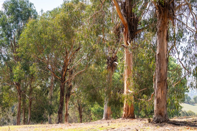 Photo - . Omeo Highway, Tallangatta VIC 3700 - Image 17