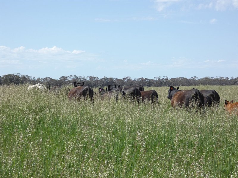 Photo - . Ozenkadnook Maryvale Track, Ozenkadnook VIC 3413 - Image 5