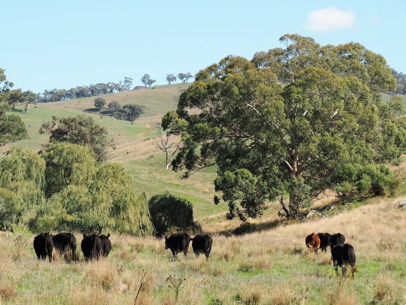 Photo - Palmers Oaky NSW 2795 - Image