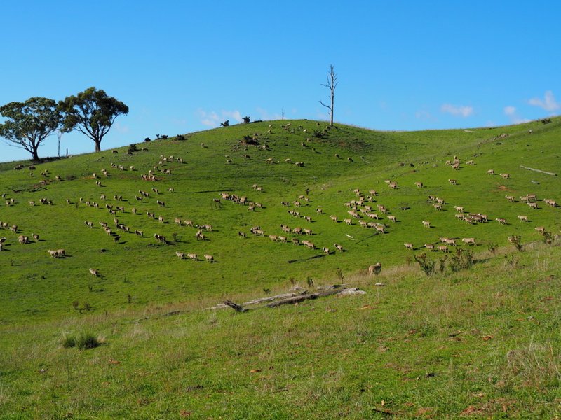 Photo - Palmers Oaky NSW 2795 - Image 8