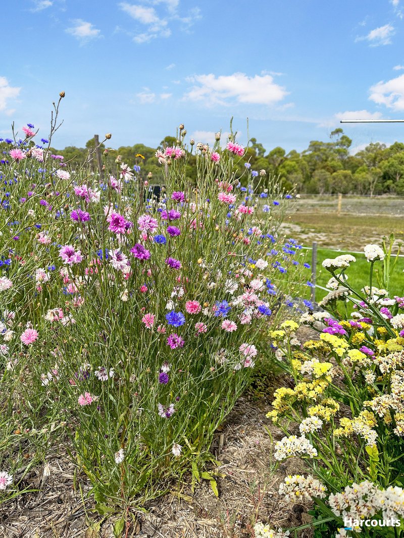 Photo - Part 1284 North Ansons Road, Ansons Bay TAS 7264 - Image 12