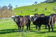 Photo - Part 165 Upper Murray Road, Towong Upper VIC 3707 - Image 29