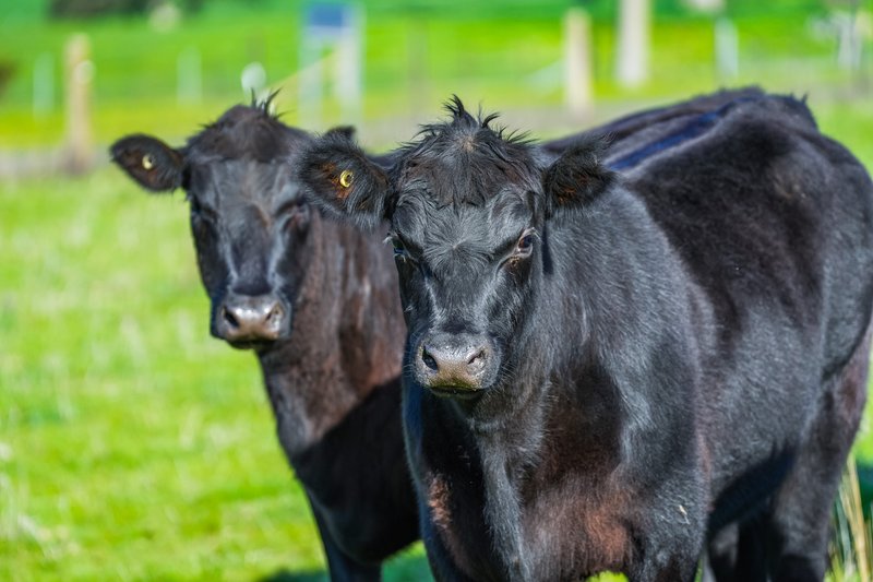 Photo - Part 165 Upper Murray Road, Towong Upper VIC 3707 - Image 31