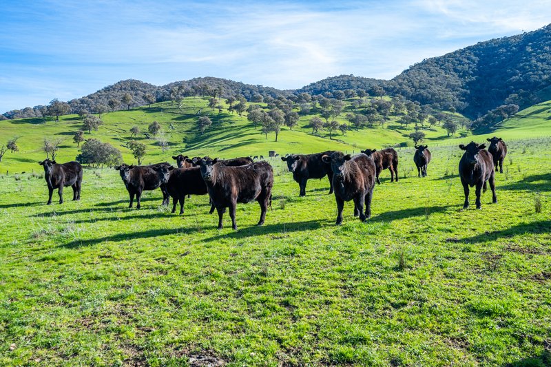 Photo - Part 165 Upper Murray Road, Towong Upper VIC 3707 - Image 34