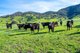 Photo - Part 165 Upper Murray Road, Towong Upper VIC 3707 - Image 34
