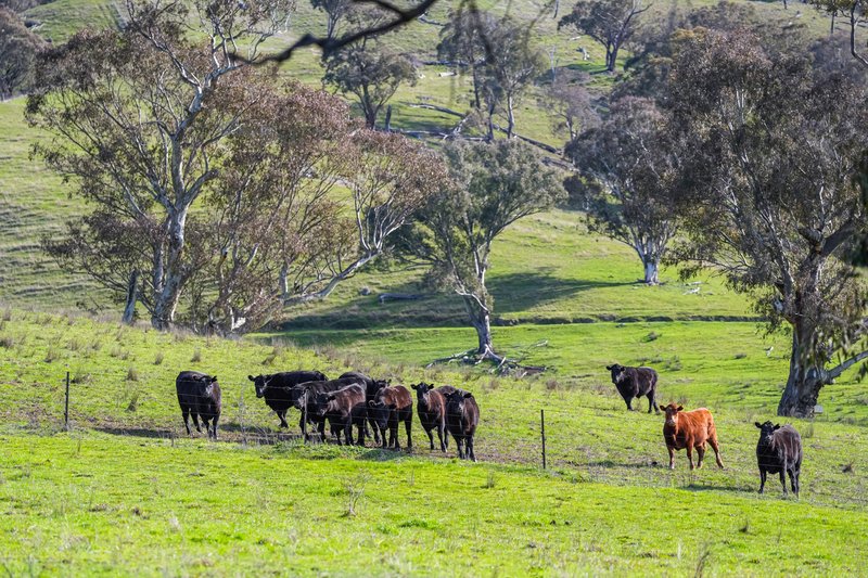 Photo - Part 165 Upper Murray Road, Towong Upper VIC 3707 - Image 35