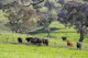Photo - Part 165 Upper Murray Road, Towong Upper VIC 3707 - Image 35