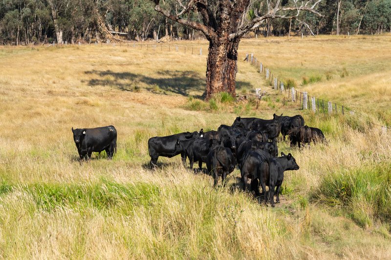 Photo - Part 513 Beechworth-Chiltern Road, Beechworth VIC 3747 - Image 26