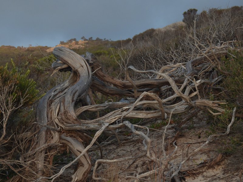 Photo - PID 6424015 Boat Harbour Road, Killiecrankie TAS 7255 - Image 11