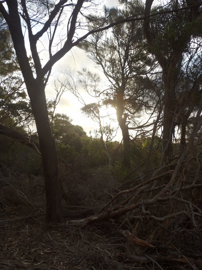 Photo - PID 6424015 Boat Harbour Road, Killiecrankie TAS 7255 - Image 22